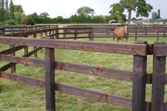 Pressure Creosoted Post & Rail - Chamfered Rails