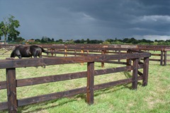 Pressure Creosoted Post & Rail - Chamfered Rails