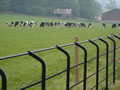 Post and rail fencing for cattle, deer, sheep and other livestock from Curling Contractors covering Surrey, Essex and Buckinghamshire